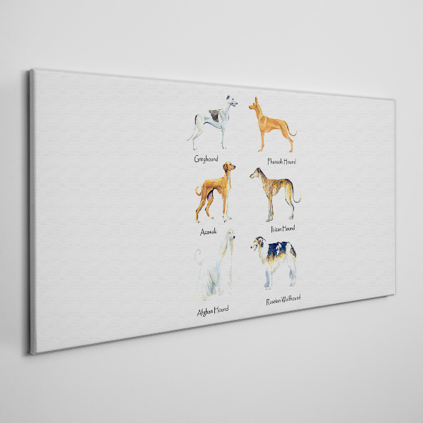 Tablou canvas Rase de câini din chrt