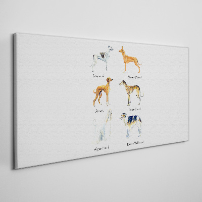 Tablou canvas Rase de câini din chrt