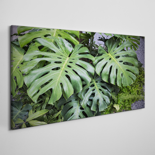 Tablou canvas Frunze verzi de monstera în natură