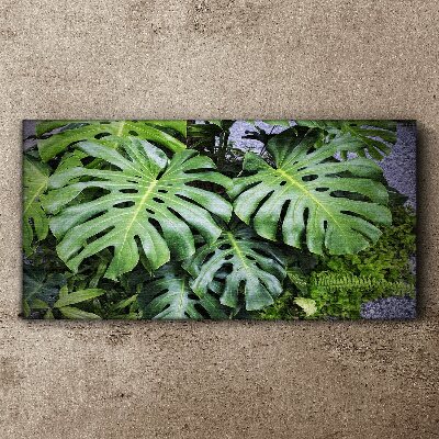 Tablou canvas Frunze verzi de monstera în natură