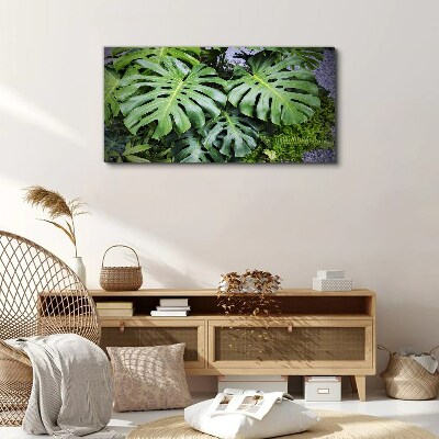 Tablou canvas Frunze verzi de monstera în natură