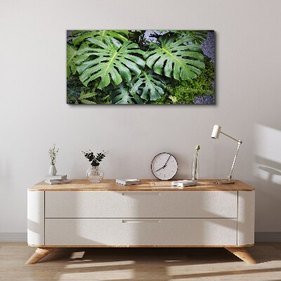 Tablou canvas Frunze verzi de monstera în natură