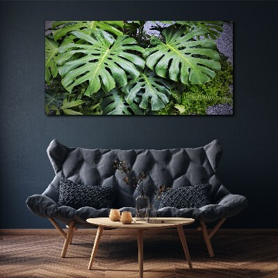 Tablou canvas Frunze verzi de monstera în natură
