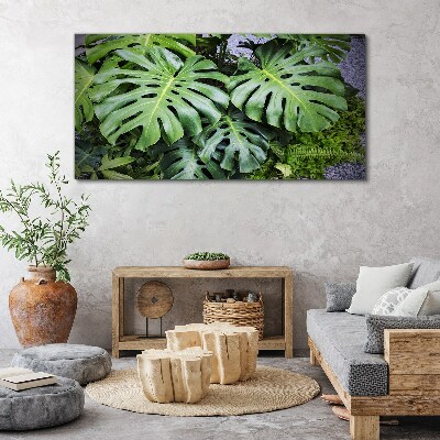 Tablou canvas Frunze verzi de monstera în natură