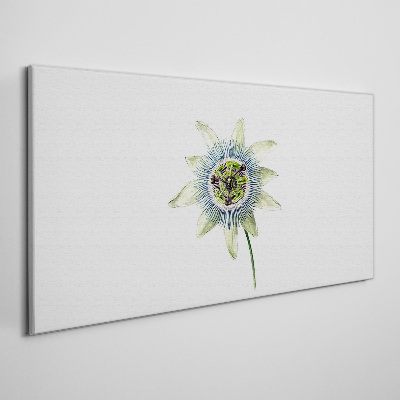 Tablou canvas Floarea pasiunii pe fundal alb