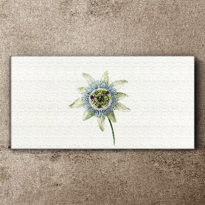 Tablou canvas Floarea pasiunii pe fundal alb