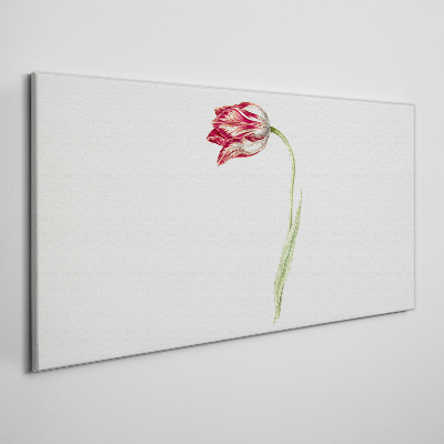 Tablou canvas Lalea în nuanțe delicate
