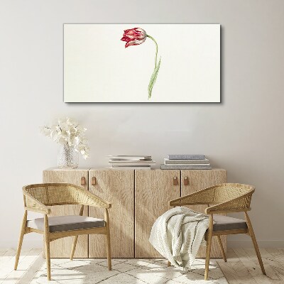 Tablou canvas Lalea în nuanțe delicate