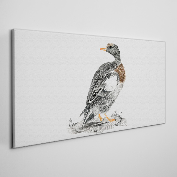 Tablou canvas Rață pe un fundal alb