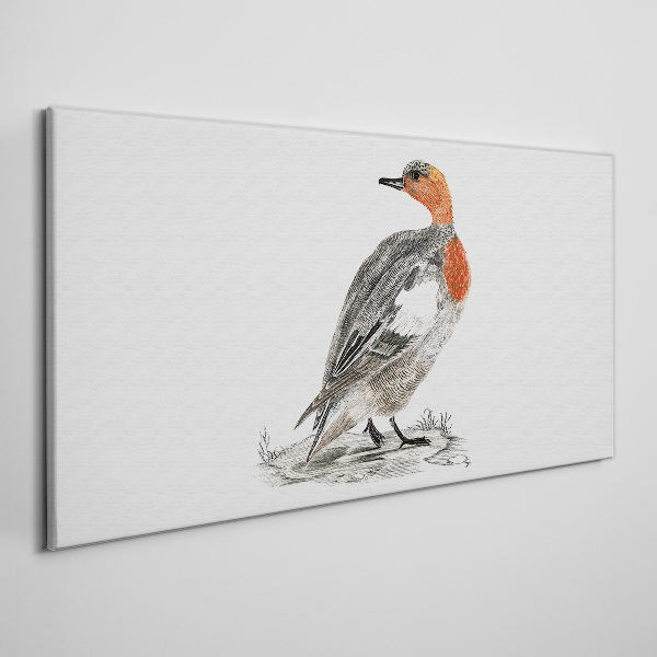 Tablou canvas Rață cu piept roșu pe fundal alb
