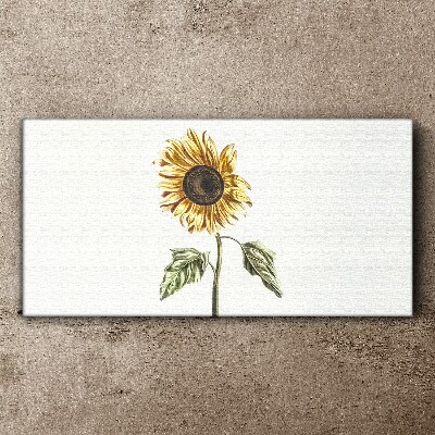 Tablou canvas Floare de floarea soarelui pe fundal alb