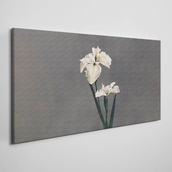 Tablou canvas Iris albi pe un fundal gri