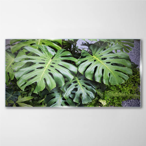 Tablou sticla Frunze verzi de monstera în natură