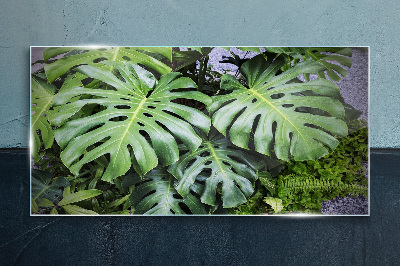Tablou sticla Frunze verzi de monstera în natură