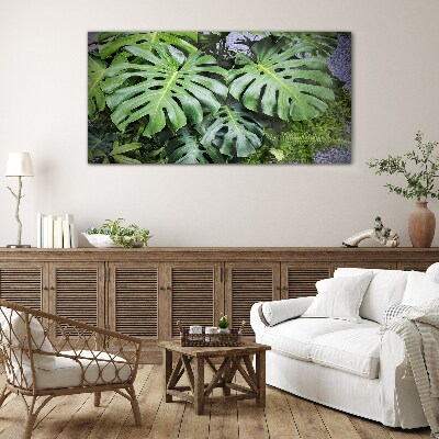 Tablou sticla Frunze verzi de monstera în natură