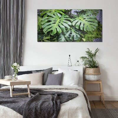 Tablou sticla Frunze verzi de monstera în natură