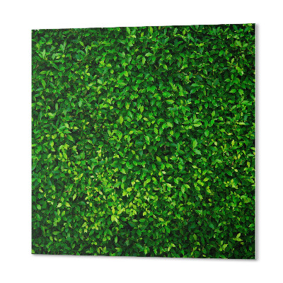 Panou decorativ pătrat Perete verde de vegetație