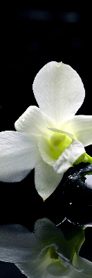Roleta textila Orhidee