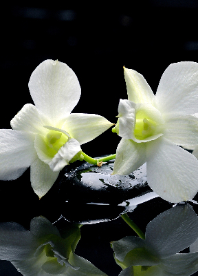 Roleta textila Orhidee