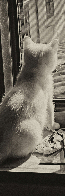 Roleta textila Pisici în fereastră