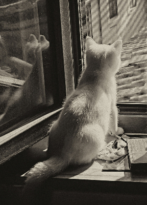 Roleta textila Pisici în fereastră
