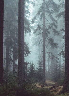 Roleta geam Pădure noaptea