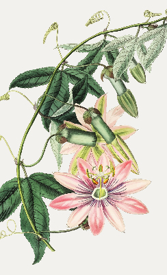 Roleta Floare roz