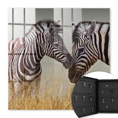 Zebre împreună pe un fundal bej