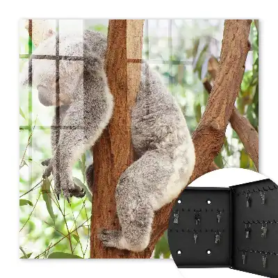 Koala se relaxează în natură