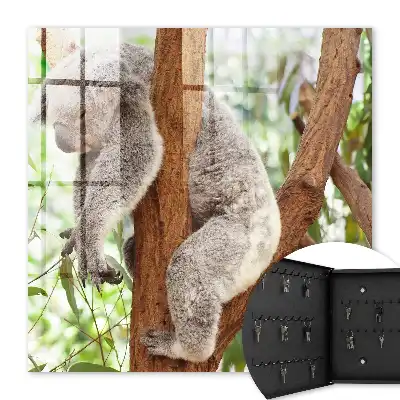 Koala se relaxează în natură