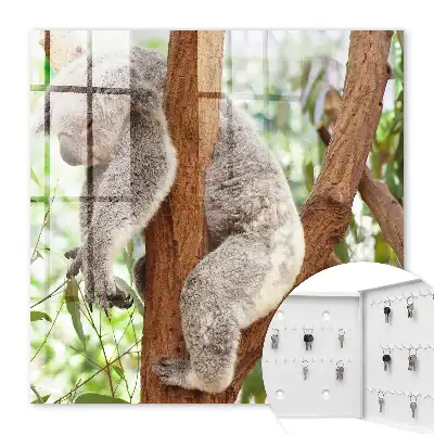 Koala se relaxează în natură