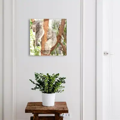 Koala se relaxează în natură