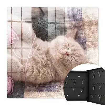 Pisicuță care doarme în liniște și se relaxează