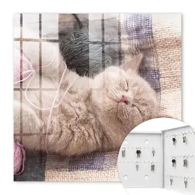 Pisicuță care doarme în liniște și se relaxează