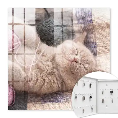 Pisicuță care doarme în liniște și se relaxează