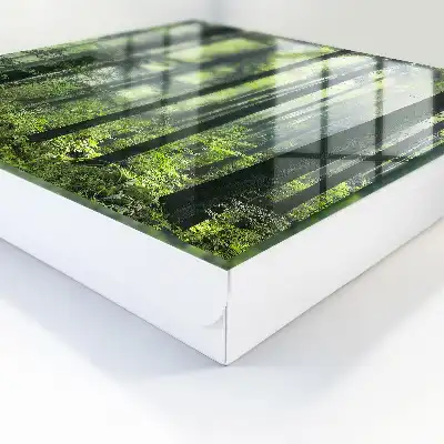 Pădurea verde a soarelui