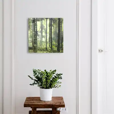Pădurea verde a soarelui