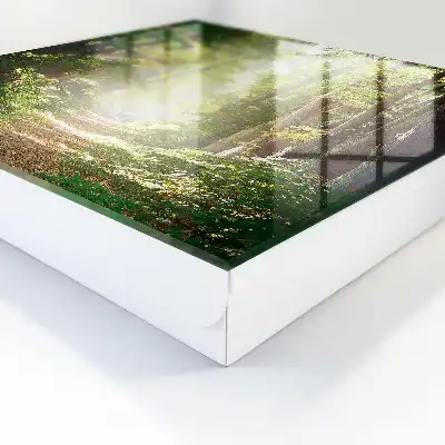 Peisaj forestier cu copaci verzi