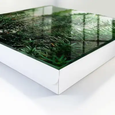 O pânză de păianjen într-o pădure de ace verzi