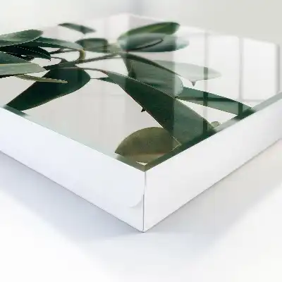 Frunze de ficus pe fundal luminos