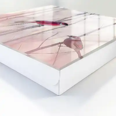 Două păsări cu culori delicate